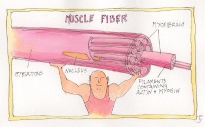 An image of EXERCISE AND MUSCLES