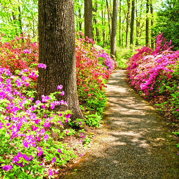 An image of Woodland trail