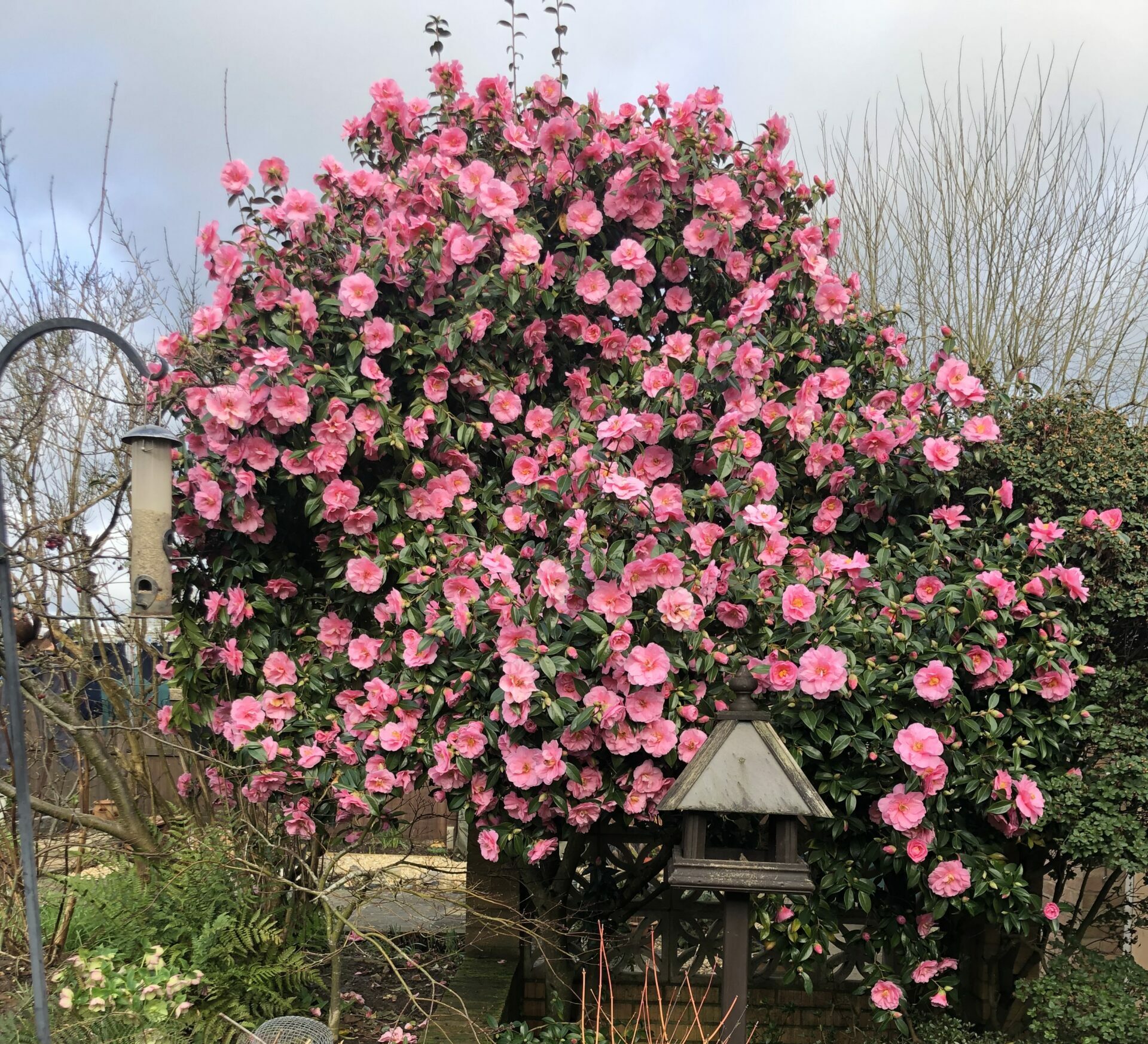 Camelia in bloom during spring